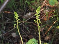 Neottia ovata 16, Grote keverorchis, Saxifraga-Hans Dekker