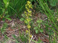 Neottia ovata 17, Grote keverorchis, Saxifraga-Hans Dekker