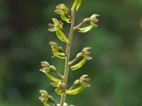Neottia ovata 18, Grote keverorchis, Saxifraga-Hans Dekker