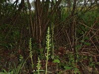 Neottia ovata 19, Grote keverorchis, Saxifraga-Hans Dekker