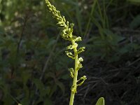 Neottia ovata 2, Grote keverorchis, Saxifraga-Marijke Verhagen