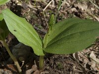 Neottia ovata 20, Grote keverorchis, Saxifraga-Willem van Kruijsbergen