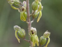 Neottia ovata 21, Grote keverorchis, Saxifraga-Mark Zekhuis