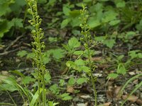 Neottia ovata 22, Grote keverorchis, Saxifraga-Willem van Kruijsbergen