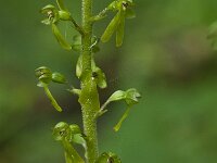 Neottia ovata 23, Grote keverorchis, Saxifraga-Willem van Kruijsbergen