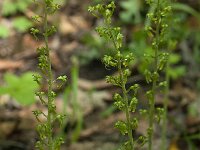 Neottia ovata 24, Grote keverorchis, Saxifraga-Willem van Kruijsbergen