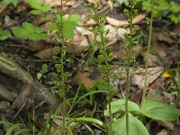 Neottia ovata 25, Grote keverorchis, Saxifraga-Willem van Kruijsbergen
