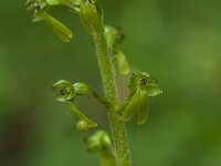 Neottia ovata 26, Grote keverorchis, Saxifraga-Willem van Kruijsbergen