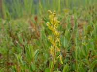 Neottia ovata 28, Grote keverorchis, Saxifraga-Ed Stikvoort