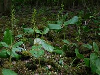 Neottia ovata 29, Grote keverorchis, Saxifraga-Ed Stikvoort