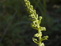 Neottia ovata 3, Grote keverorchis, Saxifraga-Marijke Verhagen