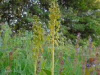 Neottia ovata 30, Grote keverorchis, Saxifraga-Ed Stikvoort