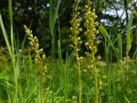 Neottia ovata 31, Grote keverorchis, Saxifraga-Ed Stikvoort