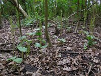 Neottia ovata 33, Grote keverorchis, Saxifraga-Ed Stikvoort