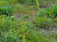 Neottia ovata 34, Grote keverorchis, Saxifraga-Ed Stikvoort
