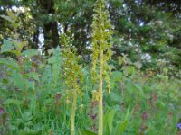 Neottia ovata 36, Grote keverorchis, Saxifraga-Ed Stikvoort