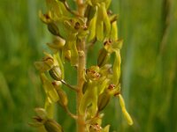 Neottia ovata 37, Grote keverorchis, Saxifraga-Ed Stikvoort