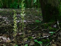 Neottia ovata 38, Grote keverorchis, Saxifraga-Ed Stikvoort