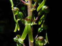Neottia ovata 39, Grote keverorchis, Saxifraga-Ed Stikvoort