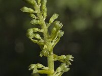 Neottia ovata 4, Grote keverorchis, Saxifraga-Marijke Verhagen