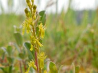 Neottia ovata 41, Grote keverorchis, Saxifraga-Ed Stikvoort