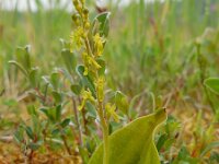 Neottia ovata 45, Grote keverorchis, Saxifraga-Ed Stikvoort