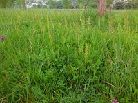 Neottia ovata 47, Grote keverorchis, Saxifraga-Ed Stikvoort