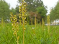 Neottia ovata 48, Grote keverorchis, Saxifraga-Ed Stikvoort