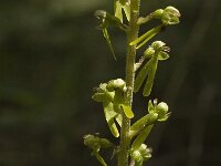 Neottia ovata 5, Grote keverorchis, Saxifraga-Jan van der Straaten