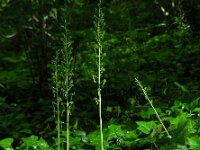 Neottia ovata 50, Grote keverorchis, Saxifraga-Ed Stikvoort