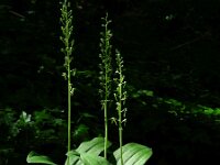Neottia ovata 51, Grote keverorchis, Saxifraga-Ed Stikvoort