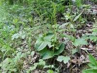 Neottia ovata 53, Grote keverorchis, Saxifraga-Rutger Barendse