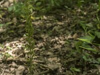 Neottia ovata 54, Grote keverorchis, Saxifraga-Willem van Kruijsbergen