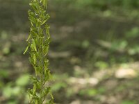 Neottia ovata 55, Grote keverorchis, Saxifraga-Willem van Kruijsbergen