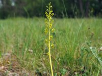 Neottia ovata 56, Grote keverorchis, Saxifraga-Hans Dekker