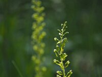Neottia ovata 57, Grote keverorchis, Saxifraga-Hans Dekker