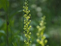 Neottia ovata 58, Grote keverorchis, Saxifraga-Hans Dekker