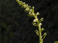 Neottia ovata 6, Grote keverorchis, Saxifraga-Marijke Verhagen