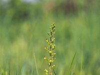 Neottia ovata 60, Grote keverorchis, Saxifraga-Hans Dekker