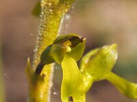 Neottia ovata 61, Grote keverorchis, Saxifraga-Hans Dekker