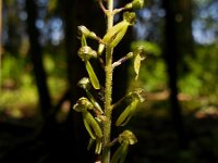 Neottia ovata 63, Grote keverorchis, Saxifraga-Ed Stikvoort