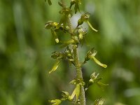 Neottia ovata 64, Grote keverorchis, Saxifraga-Jan Nijendijk