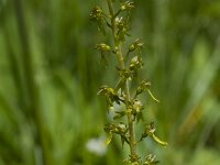 Neottia ovata 65, Grote keverorchis, Saxifraga-Jan Nijendijk