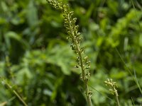 Neottia ovata 69, Grote keverorchis, Saxifraga-Jan Nijendijk
