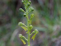 Neottia ovata 7, Grote keverorchis, Saxifraga-Willem van Kruijsbergen