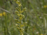 Neottia ovata 87, Grote keverorchis, Saxifraga-Willem van Kruijsbergen