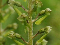 Neottia ovata 9, Grote keverorchis, Saxifraga-Willem van Kruijsbergen
