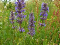 Nepeta betonicifolia 2, Saxifraga-Ed Stikvoort