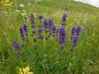 Nepeta betonicifolia 3, Saxifraga-Ed Stikvoort