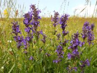 Nepeta betonicifolia 5, Saxifraga-Ed Stikvoort
